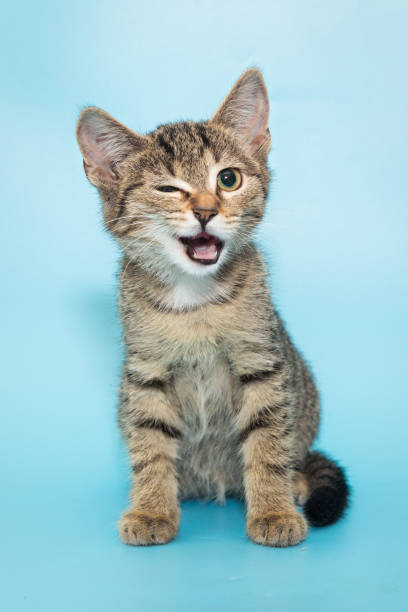 Grey/Brown kitten winking with a light blue background